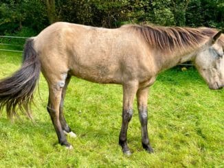 FW-GL: NACHTRAG: Pferd bricht auf Stalldach ein - Aufwändige Rettung eines Pferdes im Stadtteil Moitzfeld von Bergisch Gladbach