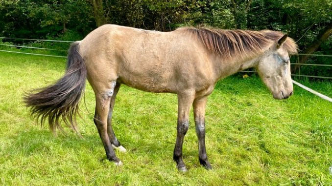 FW-GL: NACHTRAG: Pferd bricht auf Stalldach ein - Aufwändige Rettung eines Pferdes im Stadtteil Moitzfeld von Bergisch Gladbach