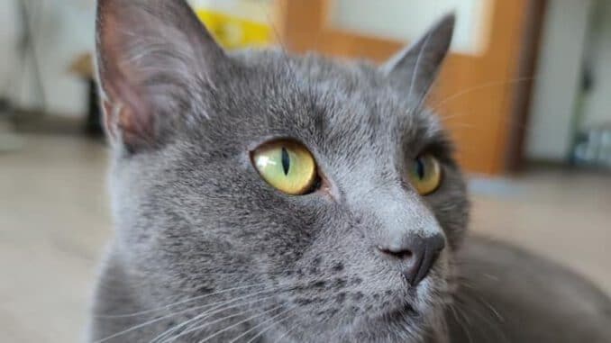 Katze-Vermisst-Wertheim-Doerlesberg-September-2021.jpg