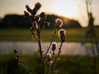 white flower in selective-focus photography