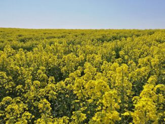 Rapsfeld, über dts Nachrichtenagentur