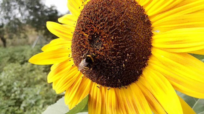 Hummel bestäubt Sonnenblume, über dts Nachrichtenagentur