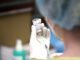Impfspritze mit Moderna wird aufgezogen, über dts Nachrichtenagentur