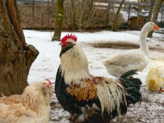 white and black rooster on snow covered ground during daytime