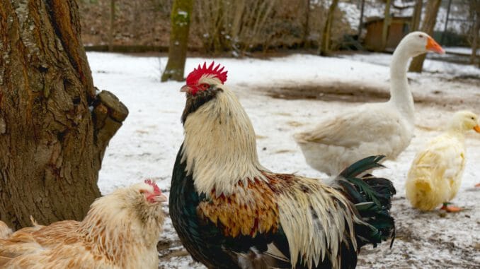 white and black rooster on snow covered ground during daytime