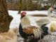 white and black rooster on snow covered ground during daytime