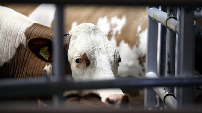 Kuh, über dts Nachrichtenagentur