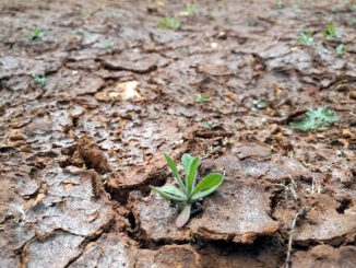 Trockenes Feld, über dts Nachrichtenagentur