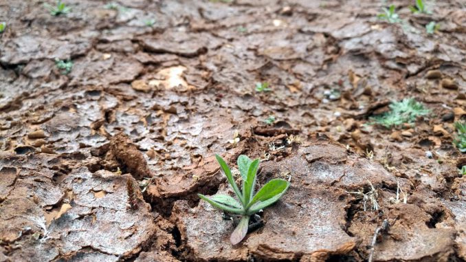 Trockenes Feld, über dts Nachrichtenagentur