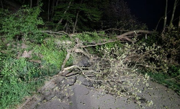 BaeumeaufStrasse1.jpeg