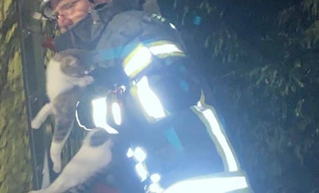Feuerwehr_Rettung_Katze.jpg