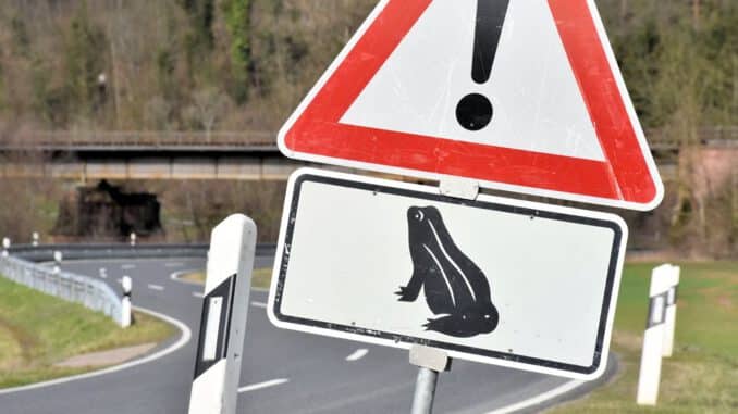 wertheim.de - Amphibien beginnen zu wandern