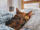 cat sleeping on bed