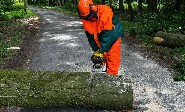 EinsatzderMotorkettensaege.jpeg